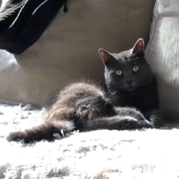 保平莊柴犬專業犬舍