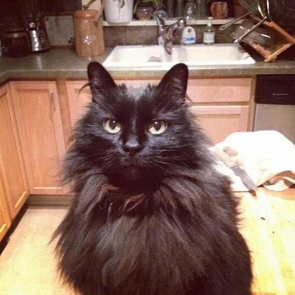 品淇時尚寵物美容店