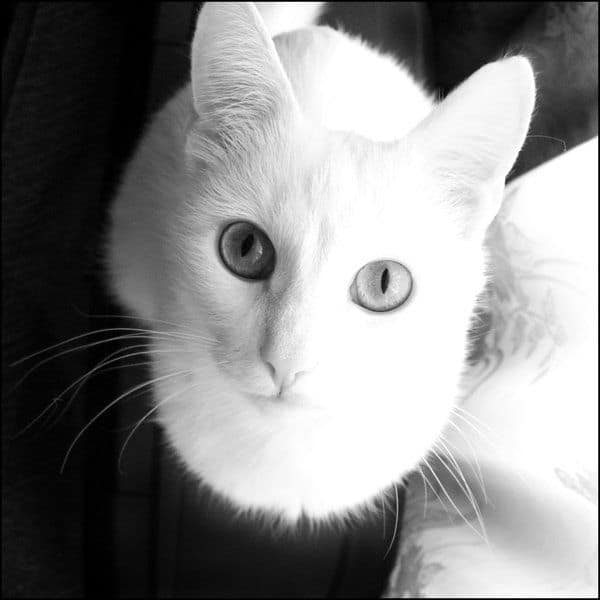 哈基咪寵物生活館