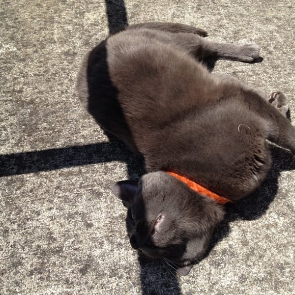 快樂尾巴寵物旅館