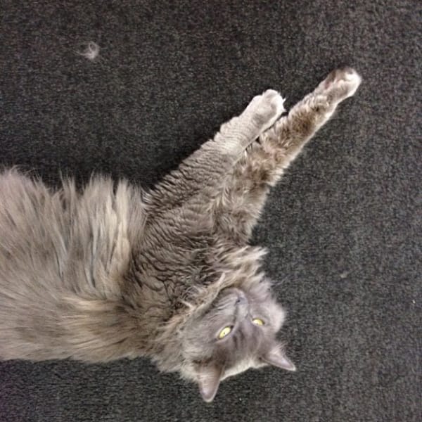 忻成寵物有限公司