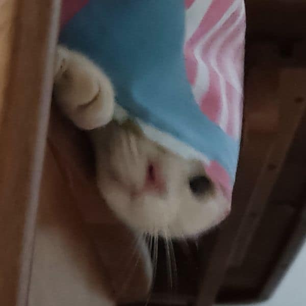 提摩寵物美容工坊