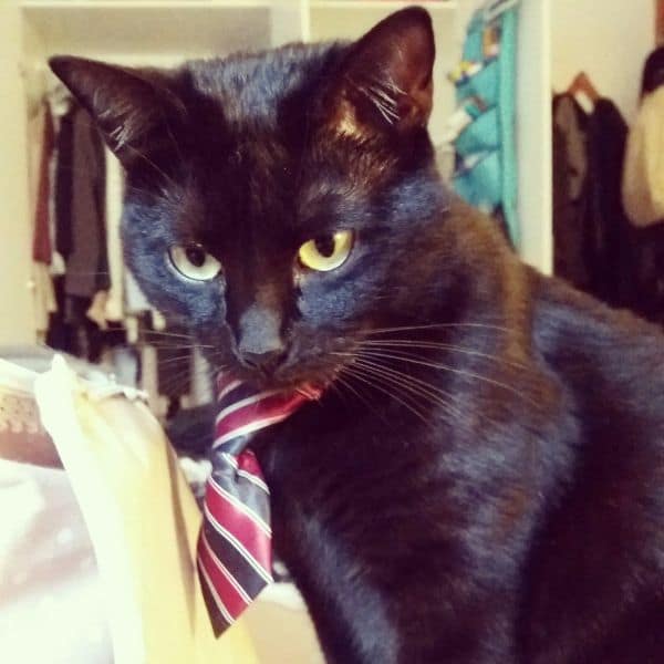 狗狗日常寵物旅館