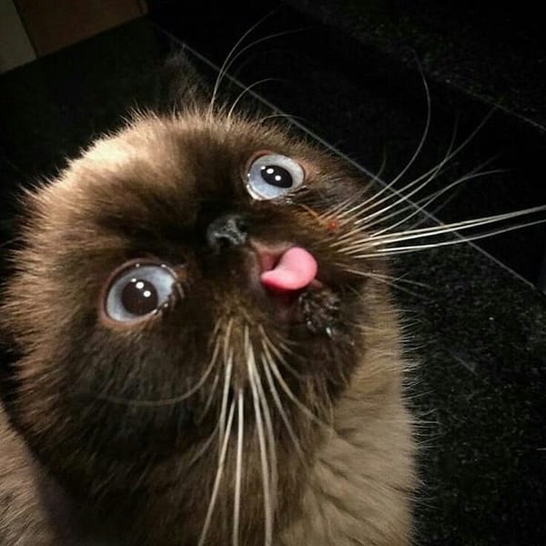 花繆繆寵物生活館