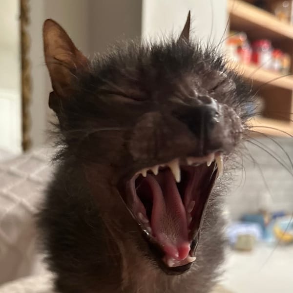 虎茂寵物生活館