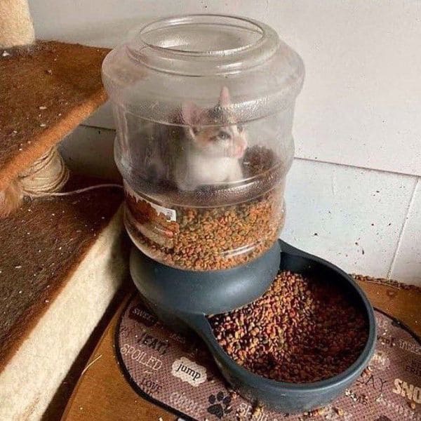 誰的貓貓舍
