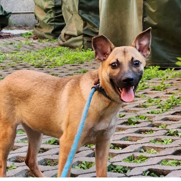 【待認養】混種犬 狗 (女生) - 新竹縣動物保護教育園區