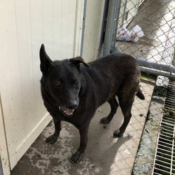 【待認養】混種犬 狗 (女生) - 臺北市動物之家