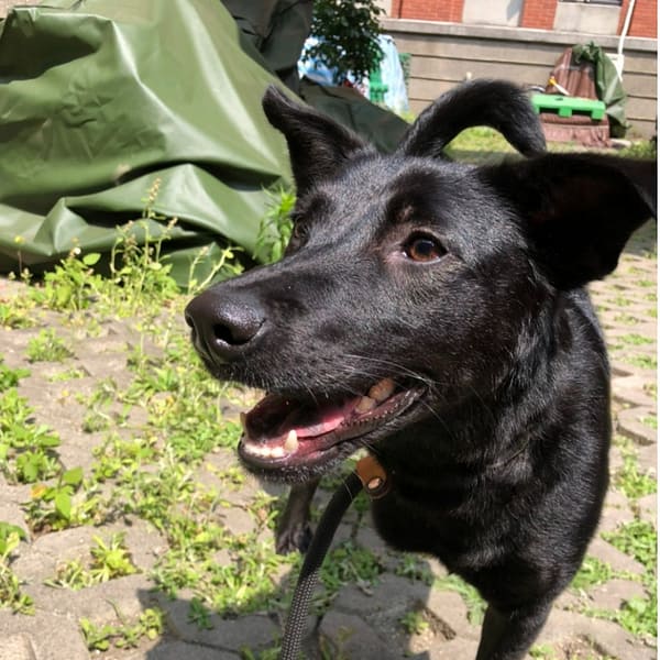 【待認養】混種犬 狗 (女生) - 新竹縣動物保護教育園區