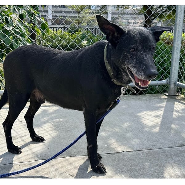 【待認養】混種犬 狗 (男生) - 臺北市動物之家