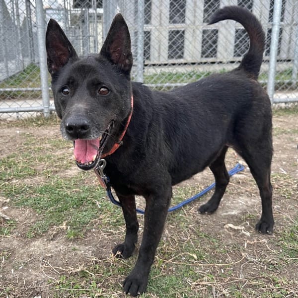 【待認養】混種犬 狗 (男生) - 臺北市動物之家