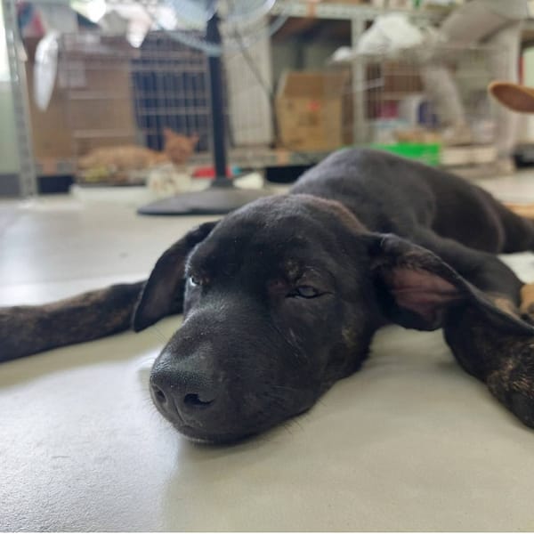 【待認養】混種犬 狗 (女生) - 金門縣動物收容中心