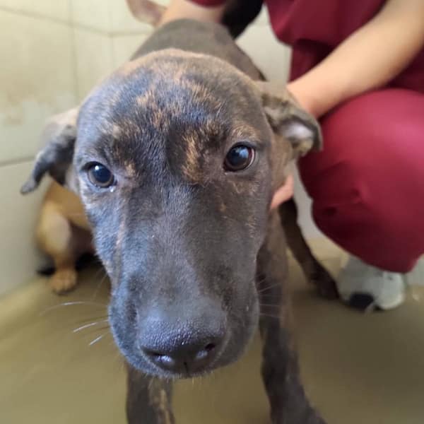 【待認養】混種犬 狗 (女生) - 金門縣動物收容中心