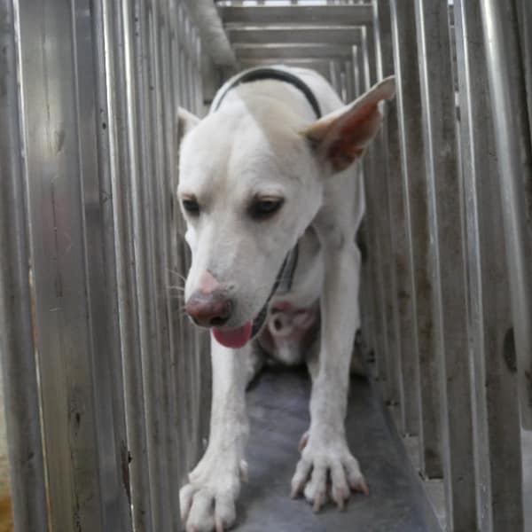 【待認養】混種犬 狗 (男生) - 臺南市動物之家善化站