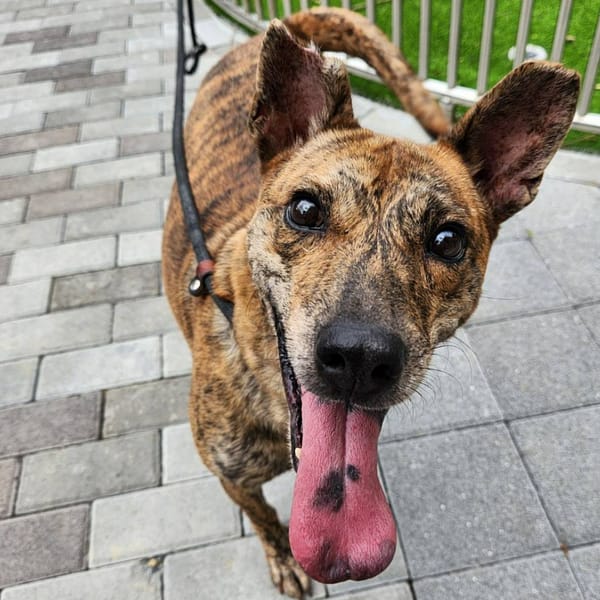 【待認養】混種犬 狗 (男生) - 新竹縣動物保護教育園區