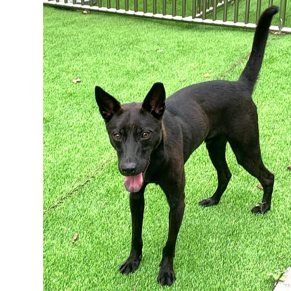 【待認養】混種犬 狗 (男生) - 新竹縣動物保護教育園區