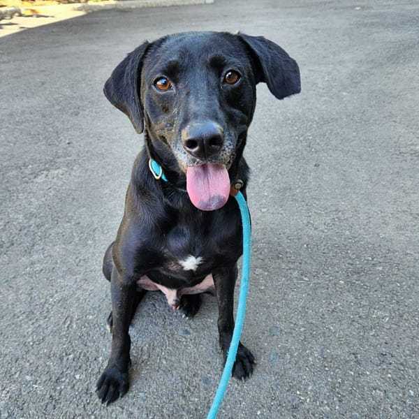 【待認養】混種犬 狗 (男生) - 新竹縣動物保護教育園區