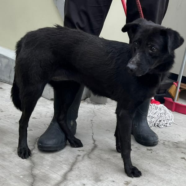 【待認養】混種犬 狗 (女生) - 臺北市動物之家