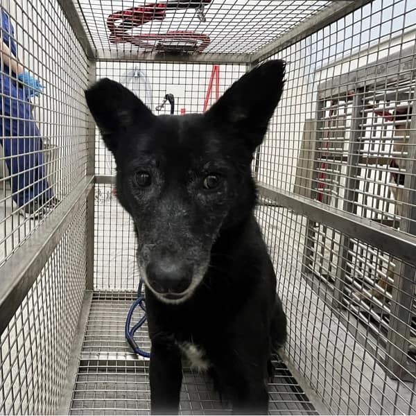 【待認養】混種犬 狗 (女生) - 臺北市動物之家