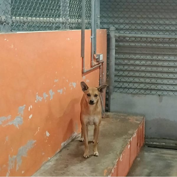 【待認養】混種犬 狗 (女生) - 新竹市動物保護教育園區