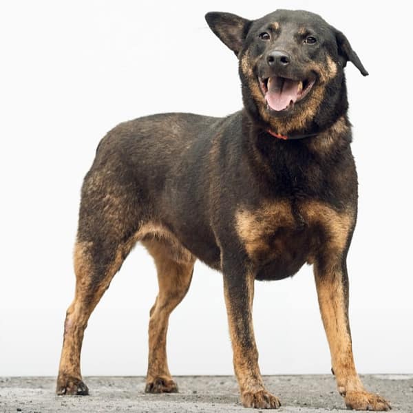 【待認養】混種犬 狗 (男生) - 新北市新店區公立動物之家