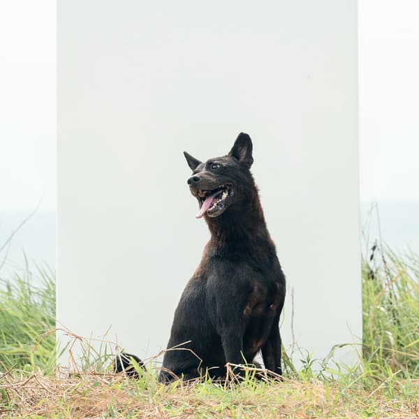 【待認養】混種犬 狗 (女生) - 新北市淡水區公立動物之家