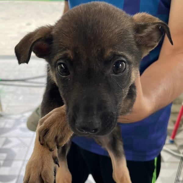 【待認養】混種犬 狗 (女生) - 苗栗縣動物保護教育園區