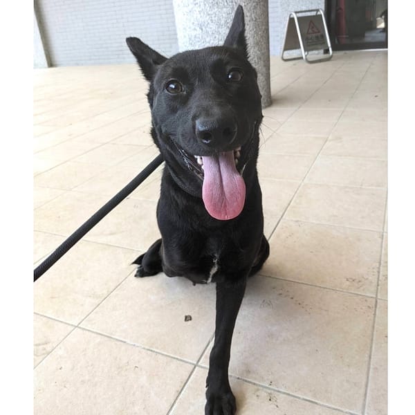 【待認養】混種犬 狗 (女生) - 新竹縣動物保護教育園區