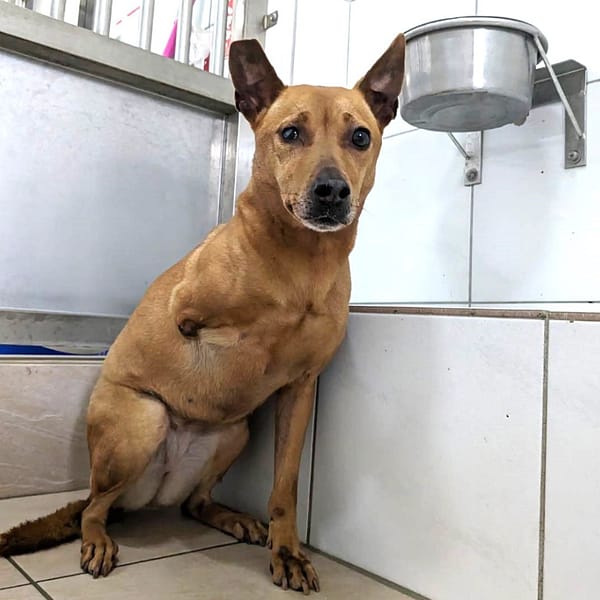 【待認養】混種犬 狗 (女生) - 新竹縣動物保護教育園區