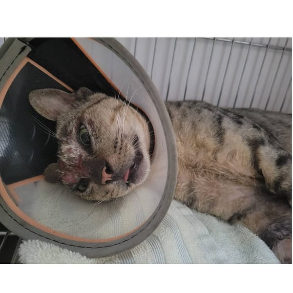 【待認養】混種貓 貓 (男生) - 臺北市動物之家