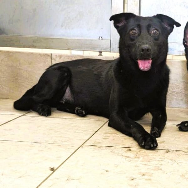 【待認養】混種犬 狗 (女生) - 新竹縣動物保護教育園區