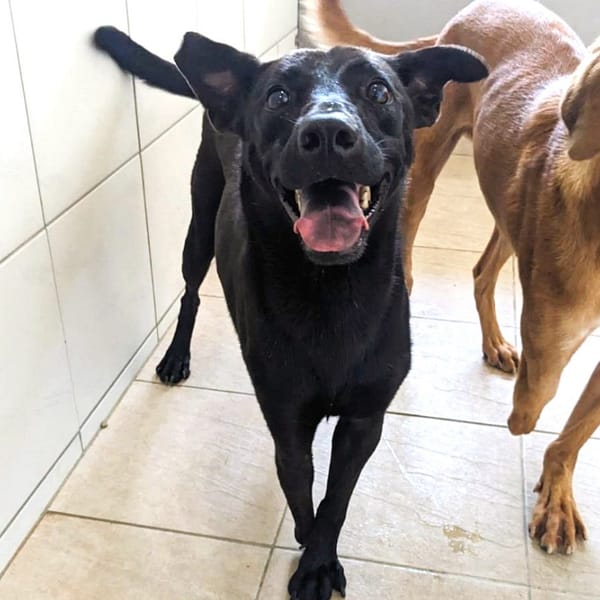 【待認養】混種犬 狗 (女生) - 新竹縣動物保護教育園區