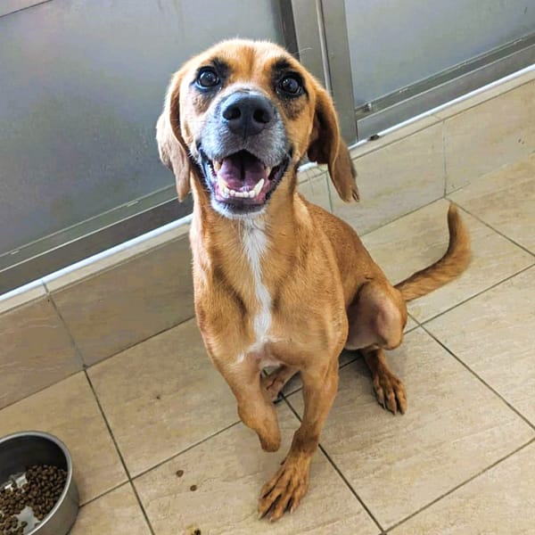 【待認養】混種犬 狗 (男生) - 新竹縣動物保護教育園區