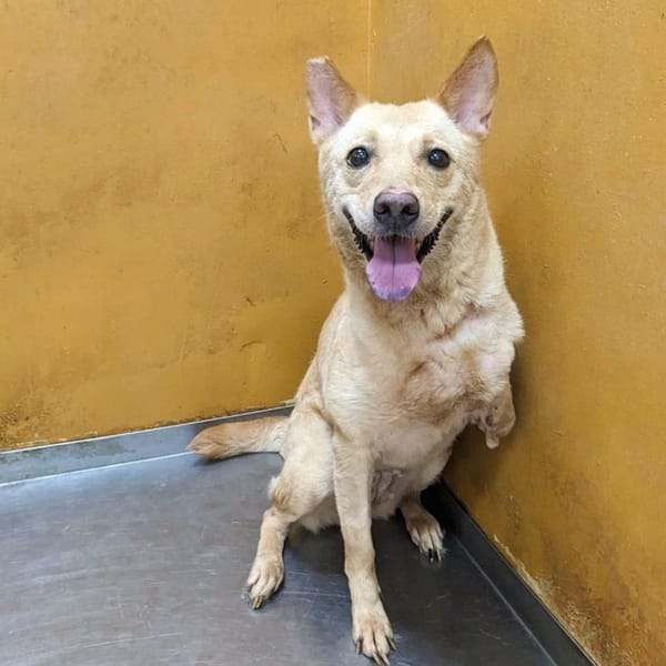 【待認養】混種犬 狗 (女生) - 新竹縣動物保護教育園區