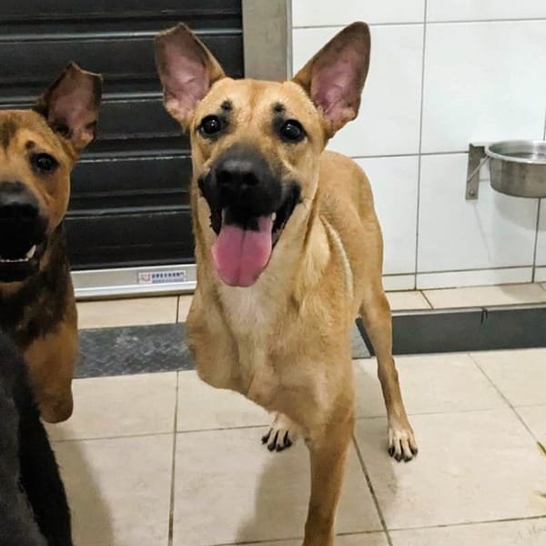 【待認養】混種犬 狗 (女生) - 新竹縣動物保護教育園區