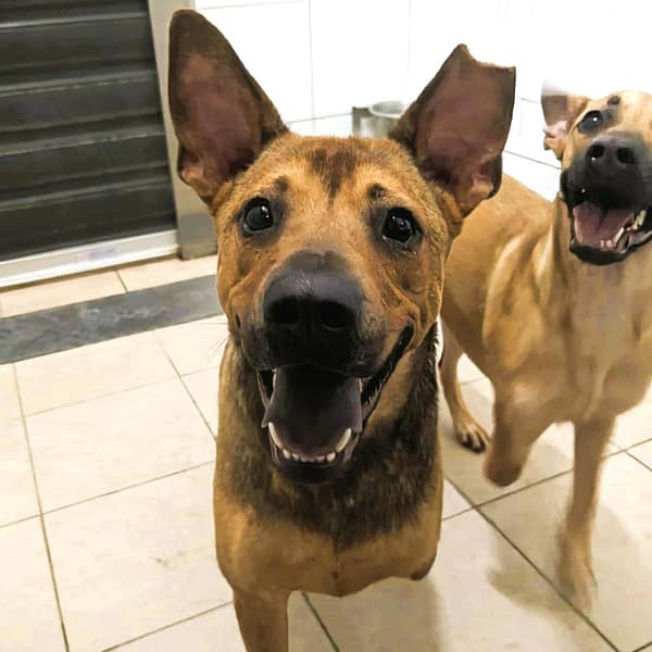 【待認養】混種犬 狗 (男生) - 新竹縣動物保護教育園區