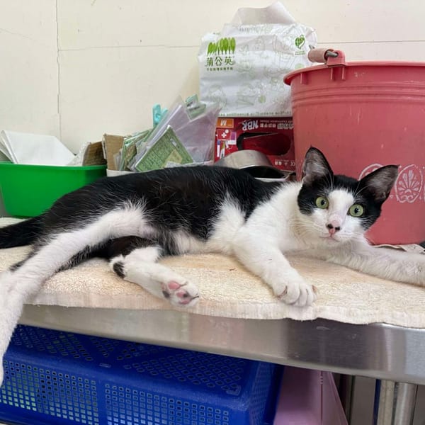 【待認養】混種貓 貓 (男生) - 臺北市動物之家