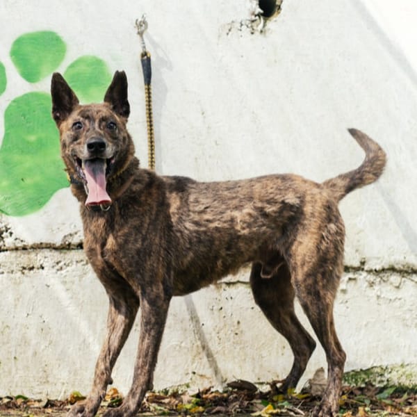 【待認養】混種犬 狗 (男生) - 新北市五股區公立動物之家