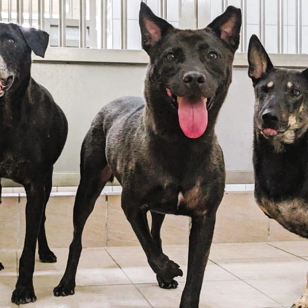 【待認養】混種犬 狗 (男生) - 新竹縣動物保護教育園區