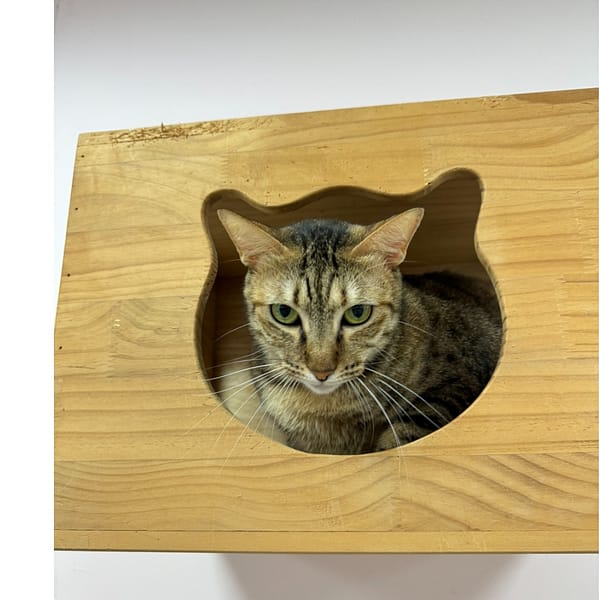 【待認養】混種貓 貓 (女生) - 新北市八里區公立動物之家