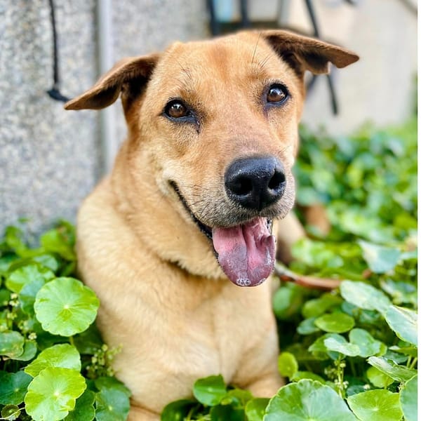 【待認養】混種犬 狗 (男生) - 臺南市動物之家灣裡站