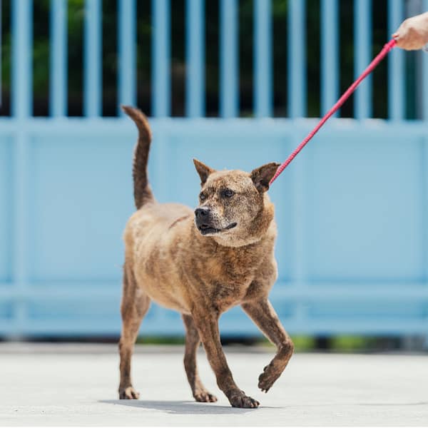【待認養】混種犬 狗 (男生) - 新北市八里區公立動物之家