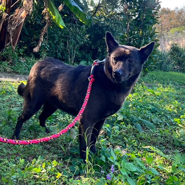 【待認養】混種犬 狗 (女生) - 新北市三芝區公立動物之家