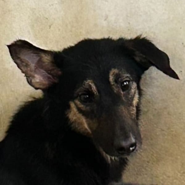 【待認養】混種犬 狗 (女生) - 澎湖縣流浪動物收容中心