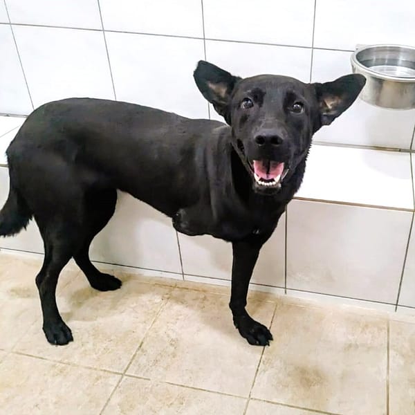 【待認養】混種犬 狗 (女生) - 新竹縣動物保護教育園區