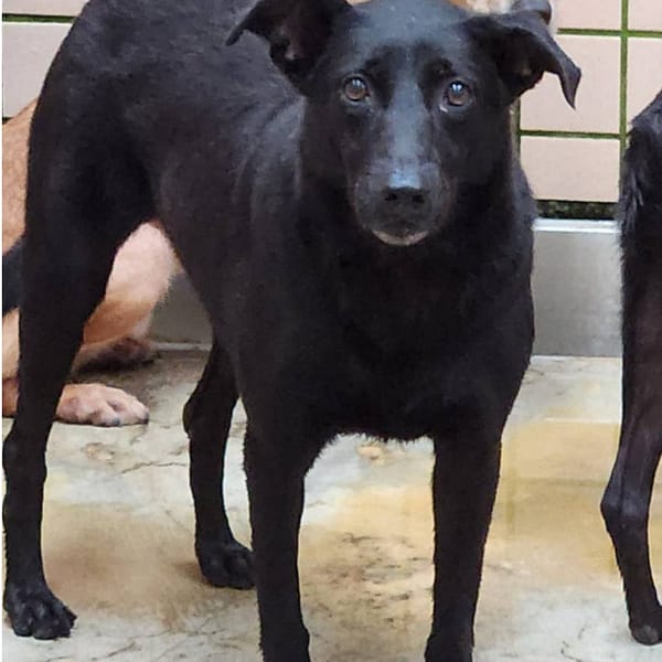 【待認養】混種犬 狗 (女生) - 新北市淡水區公立動物之家