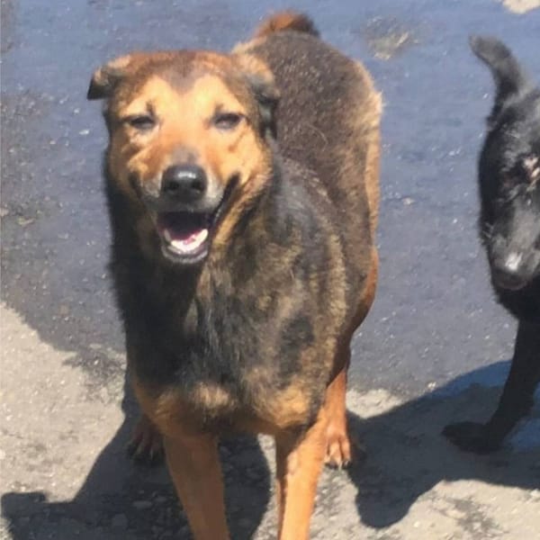 【待認養】混種犬 狗 (女生) - 新北市淡水區公立動物之家