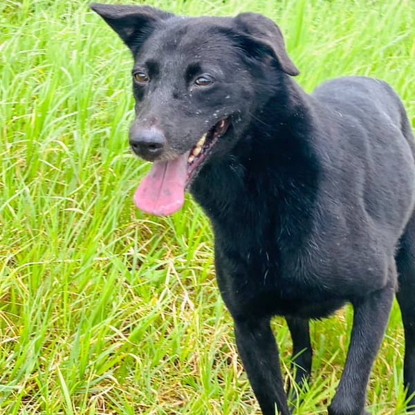 【待認養】混種犬 狗 (女生) - 新北市淡水區公立動物之家