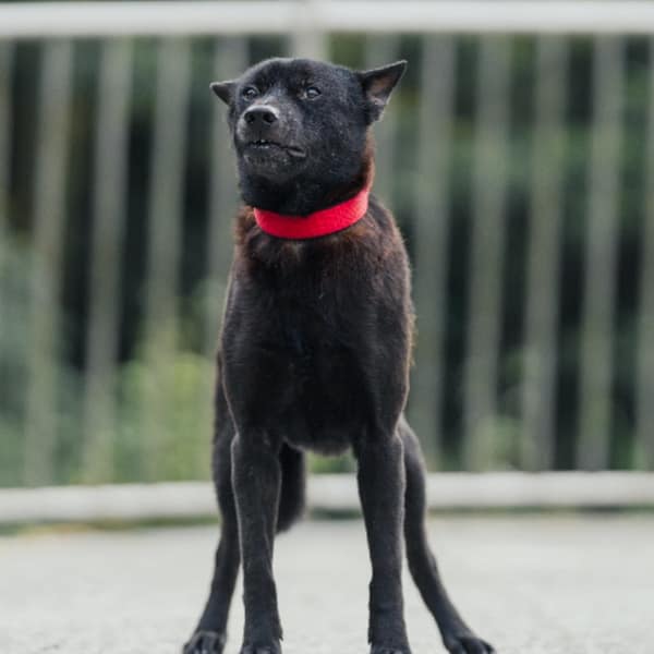 【待認養】混種犬 狗 (男生) - 新北市三芝區公立動物之家