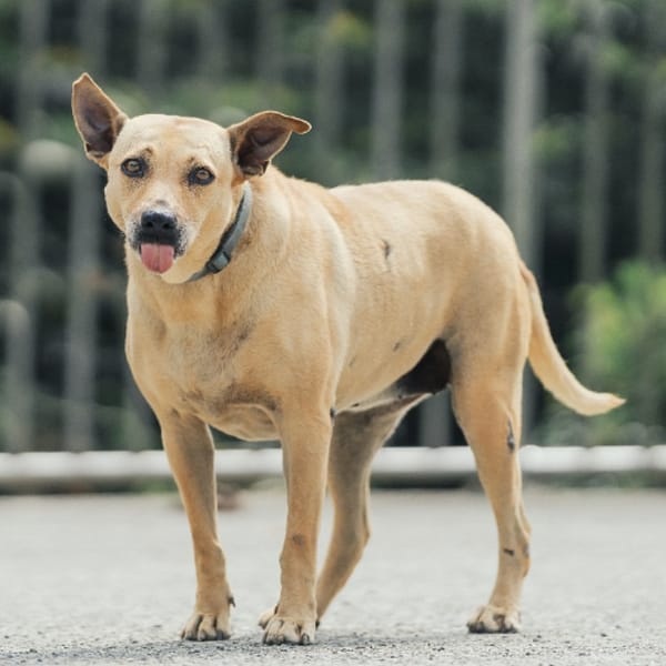 【待認養】混種犬 狗 (女生) - 新北市三芝區公立動物之家